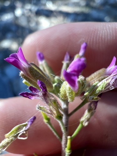 Boechera californica (Boechera californica)