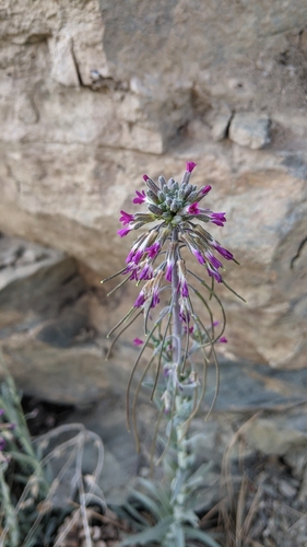 Boechera californica (Boechera californica)
