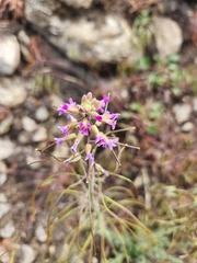 Boechera californica (Boechera californica)