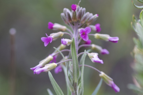 Boechera californica (Boechera californica)
