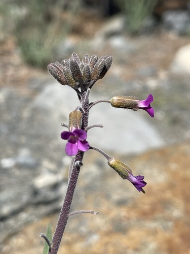 Boechera californica (Boechera californica)