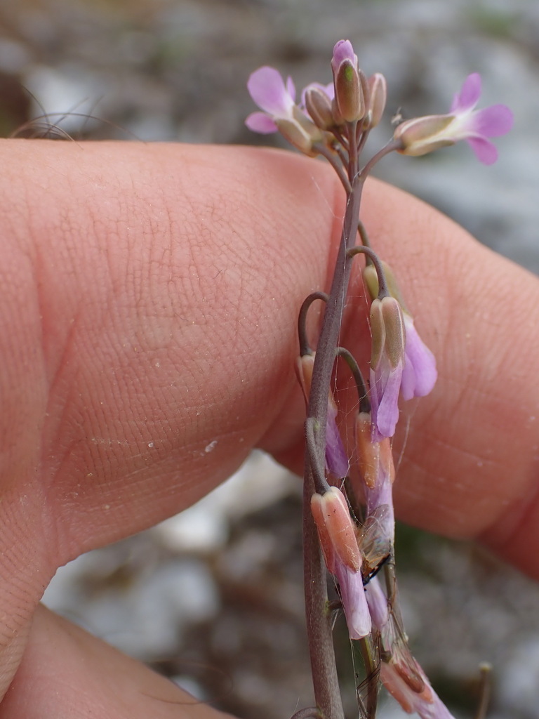 Boechera collinsii (Boechera collinsii)