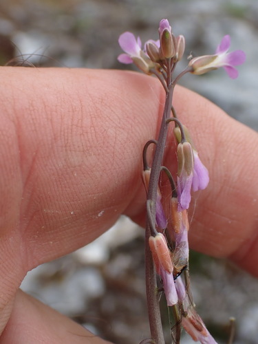 Boechera collinsii (Boechera collinsii)