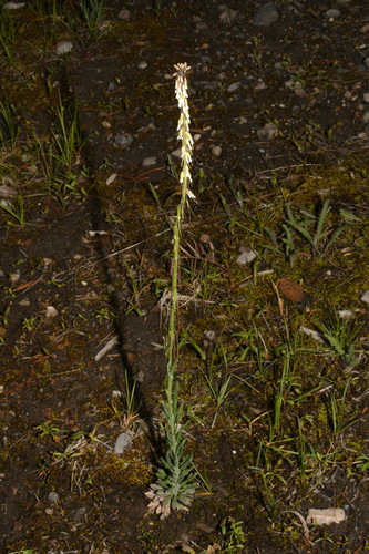 Boechera collinsii (Boechera collinsii)