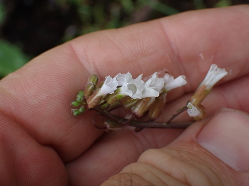 Boechera collinsii (Boechera collinsii)