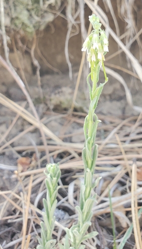 Boechera collinsii (Boechera collinsii)