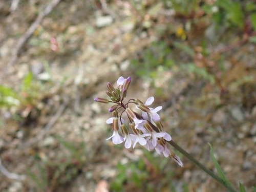 Boechera collinsii (Boechera collinsii)
