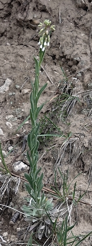 Boechera collinsii (Boechera collinsii)