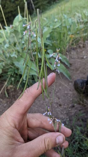 Boechera collinsii (Boechera collinsii)