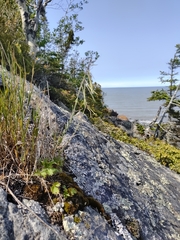 Boechera collinsii (Boechera collinsii)