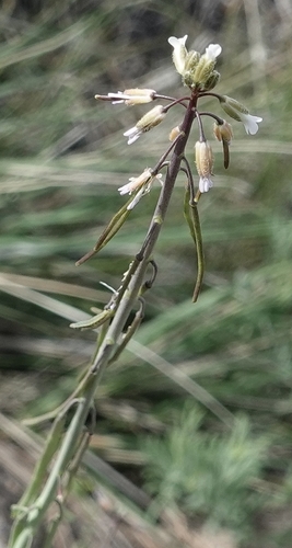 Boechera collinsii (Boechera collinsii)