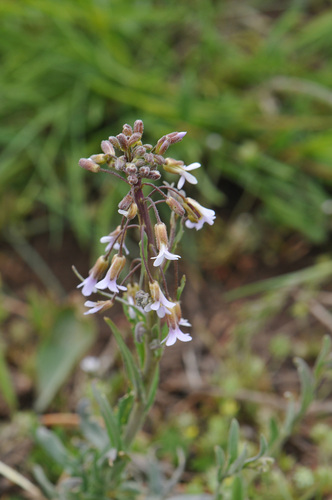 Boechera consanguinea (Boechera consanguinea)