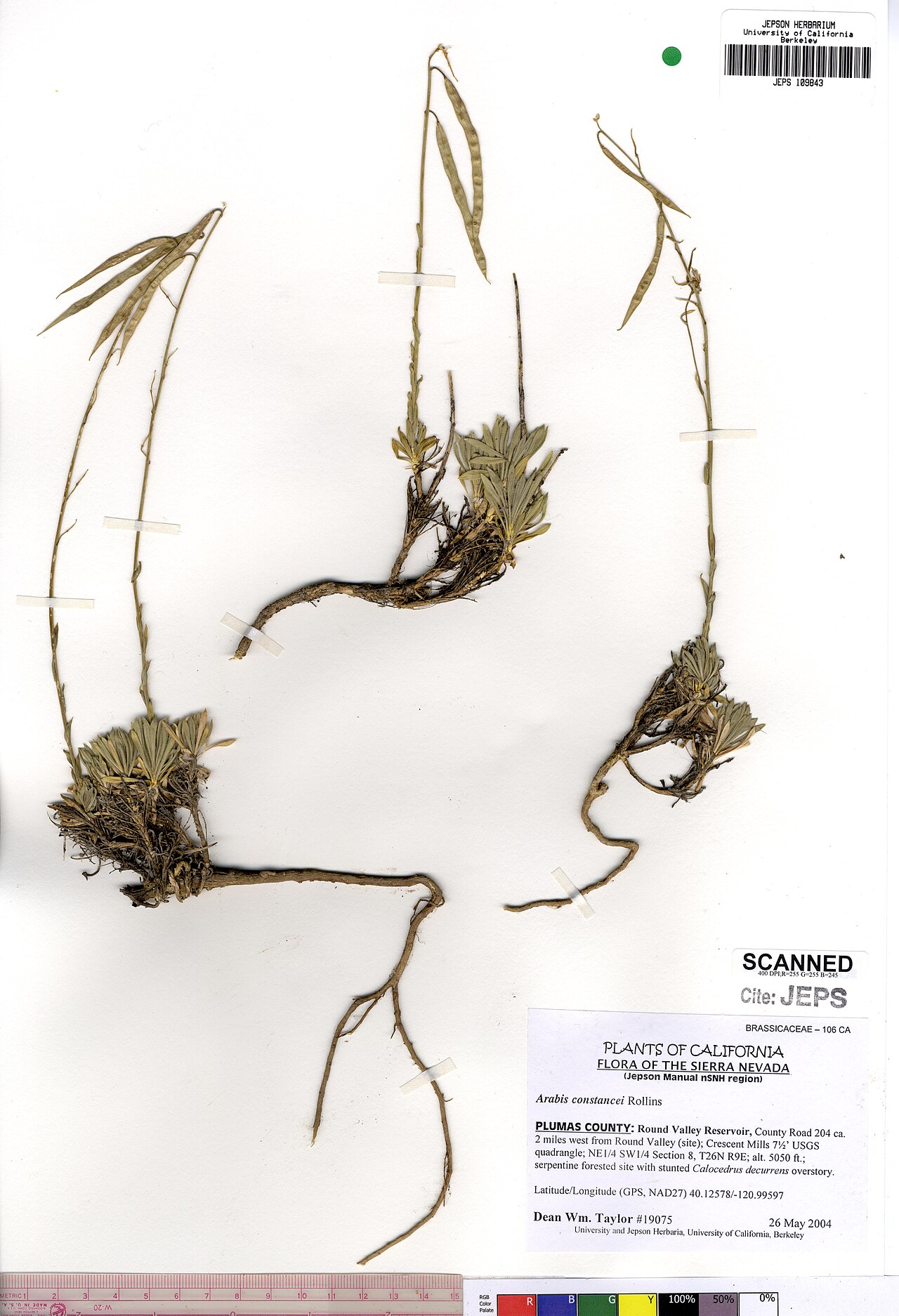 Constance's rockcress: Arabis constancei JEPS109843