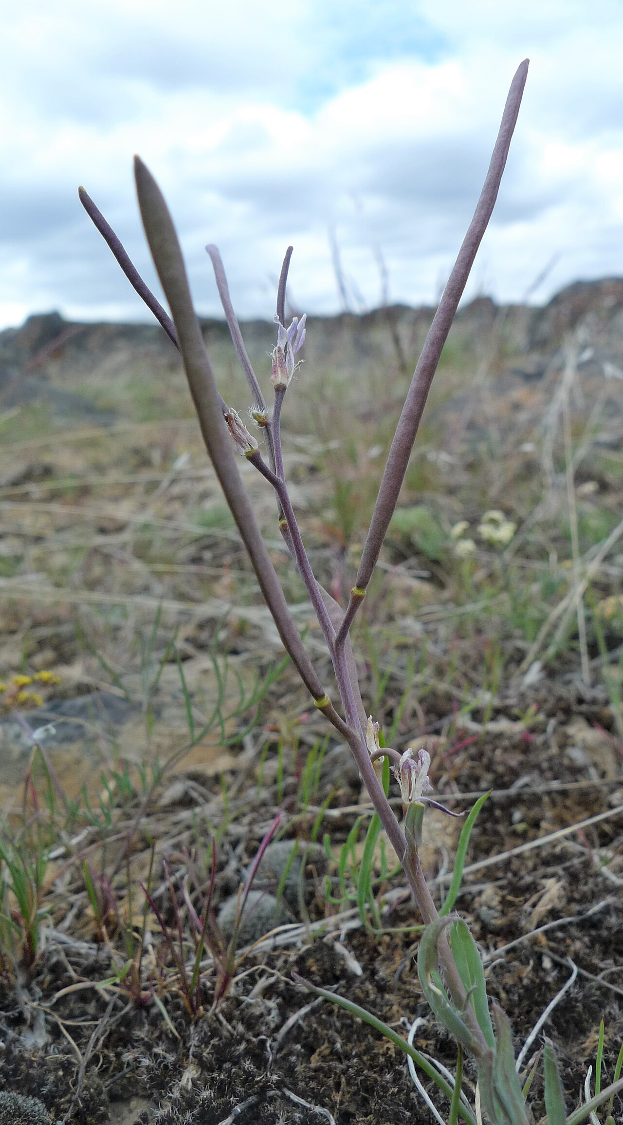 Cusick's rockcress: Boechera cusickii immature fruit on Badger Mountain, Douglas County Washington