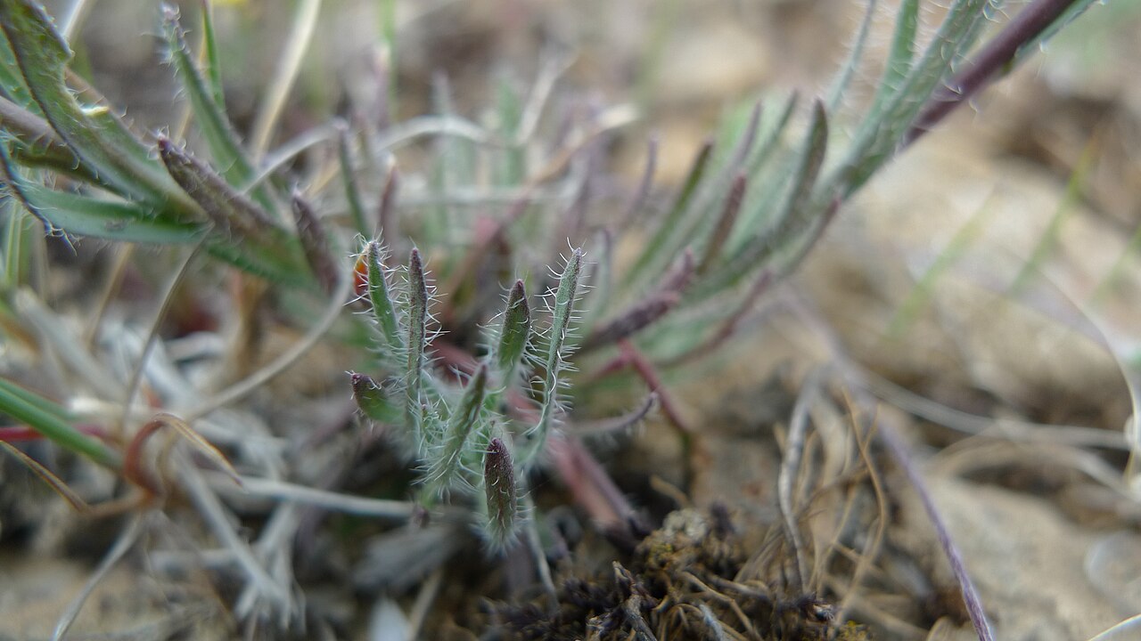 Cusick's rockcress: Boechera cusickii basal leaves on Badger Mountain, Douglas County Washington