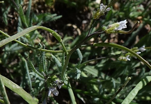 Cusick's rockcress: Boechera cusickii