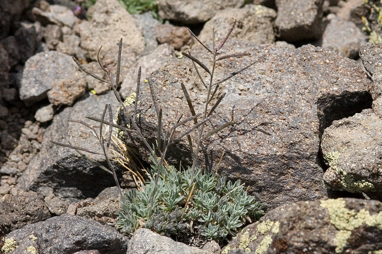 Boechera depauperata: Boechera depauperata summit of Mount Rose, Carson Range, Washoe County, Nevada, 21 Jul 2008.