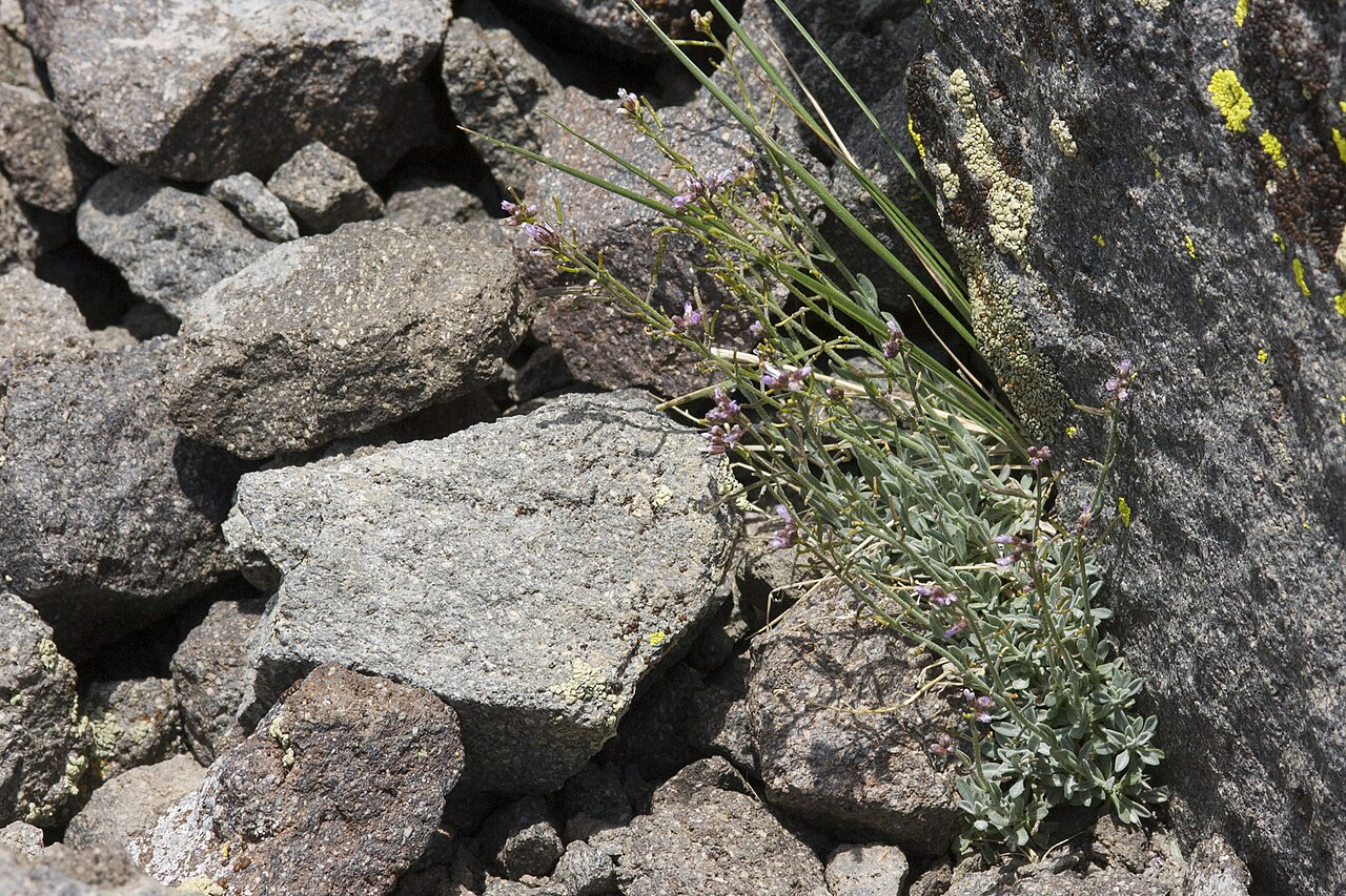 Boechera depauperata: Boechera depauperata , summit of Mount Rose, Carson Range, 39.3443 -119.9187, Washoe County, Nevada, 21 Jul 2008.