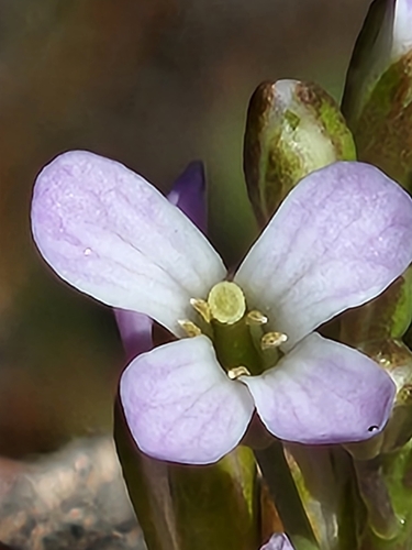 Spreadingpod rockcress (Boechera divaricarpa)