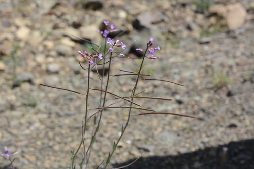 Spreadingpod rockcress (Boechera divaricarpa)