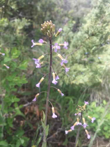 Spreadingpod rockcress (Boechera divaricarpa)