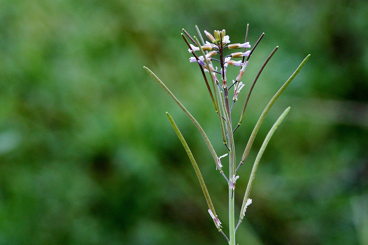 Spreadingpod rockcress: Boechera divaricarpa on the trail from Mosquito Flat to Ruby Lake, 37.4307 -118.7499, 6 Jul 2008.