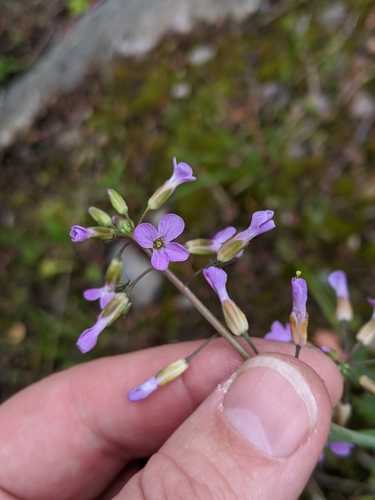 Spreadingpod rockcress (Boechera divaricarpa)