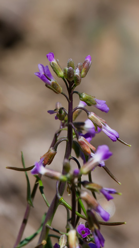 Spreadingpod rockcress (Boechera divaricarpa)
