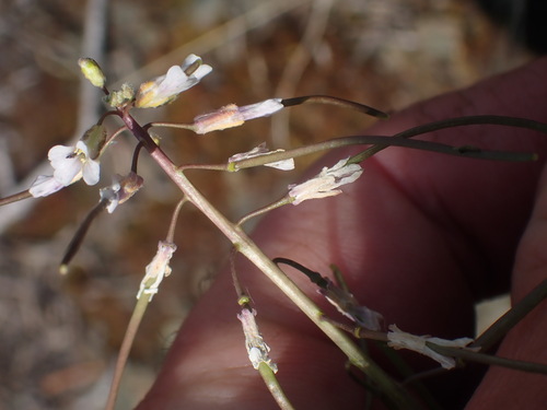 Spreadingpod rockcress (Boechera divaricarpa)