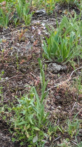 Spreadingpod rockcress (Boechera divaricarpa)