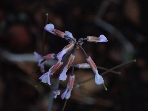 Spreadingpod rockcress (Boechera divaricarpa)