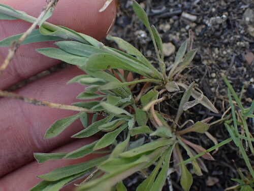 Spreadingpod rockcress (Boechera divaricarpa)