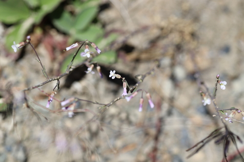 Spreadingpod rockcress (Boechera divaricarpa)