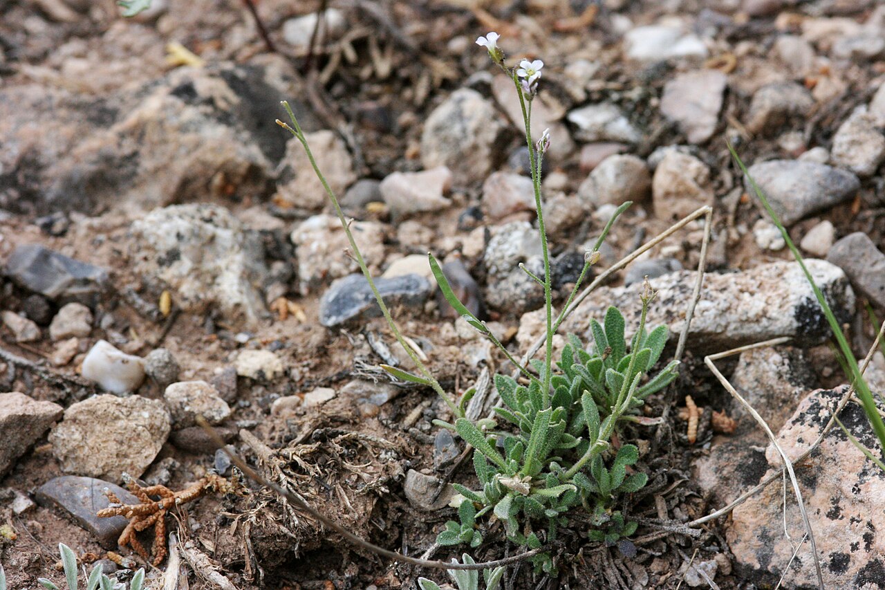 Boechera glareosa: Boechera glareosa ( Boechera pendulina x Boechera thompsonii ), Alexander 816, southwestern side of Blue Mountain Plateau between Miner's Draw and Trail Creek,