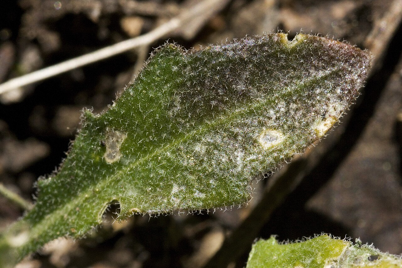 Selby's rockcress: Boechera gracilipes , 1008, NE side of Aspen Peak, 16 May 2009.