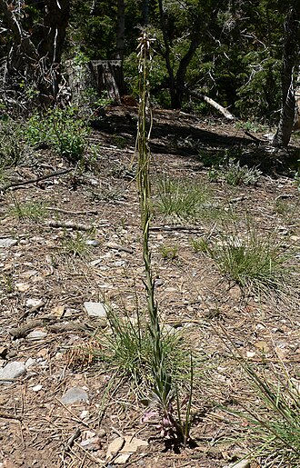 Holboell's rockcress: Boechera holboellii near the Cathedral Rock/Little Falls trailhead Kyle Canyon, Spring Mountains, southern Nevada