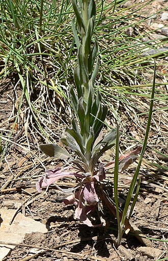 Holboell's rockcress: Boechera holboellii about 100 m west of the Cathedral Rock/Little Falls trailhead, Kyle Canyon, Spring Mountains, southern Nevada