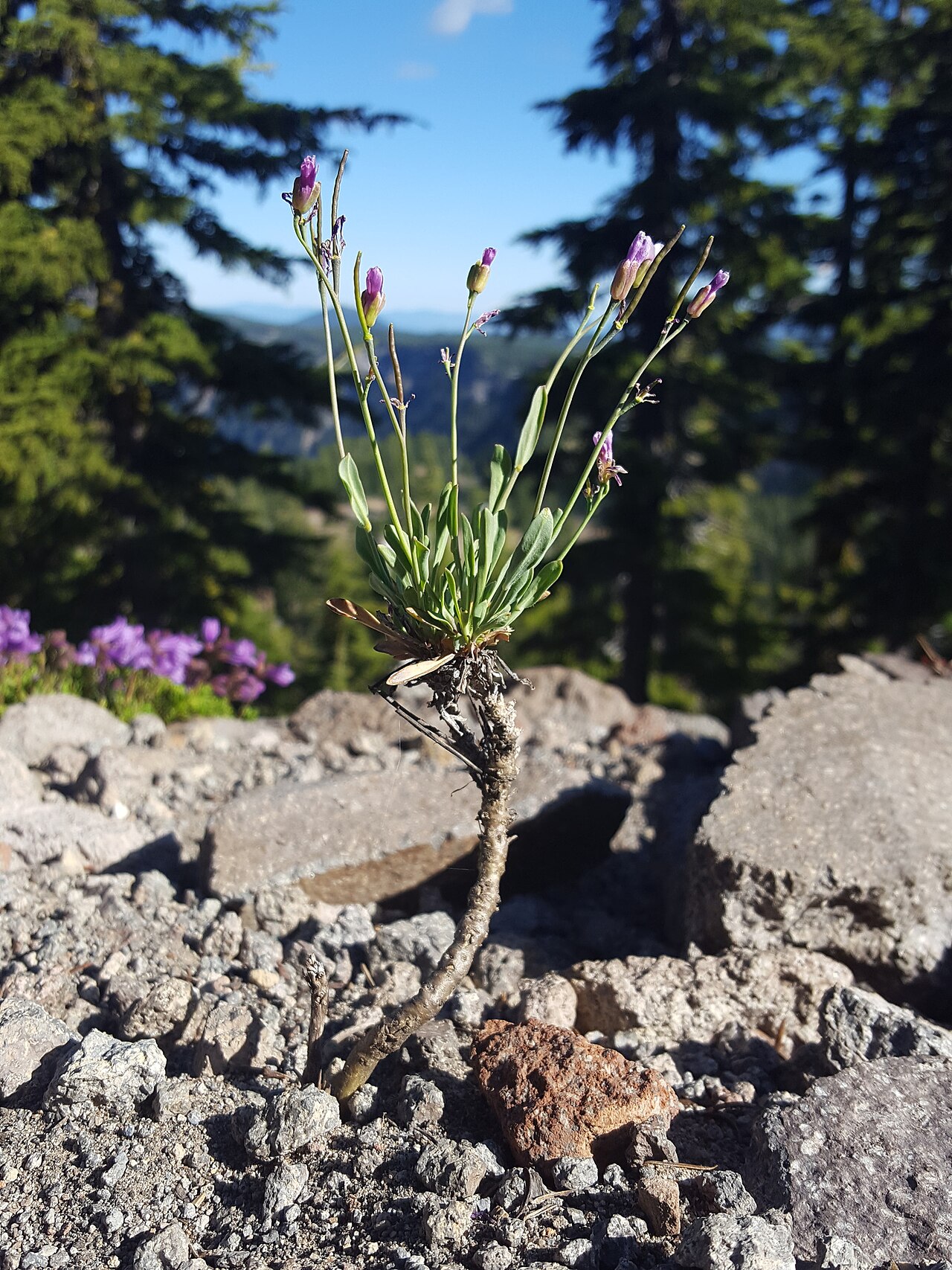 Boechera howellii: Howell's rockcress ( Boechera howellii ) in the United States