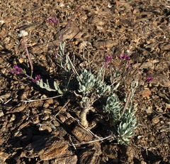 Johnston's rockcress (Boechera johnstonii)