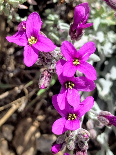 Johnston's rockcress (Boechera johnstonii)