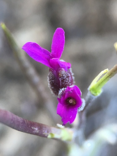 Johnston's rockcress (Boechera johnstonii)