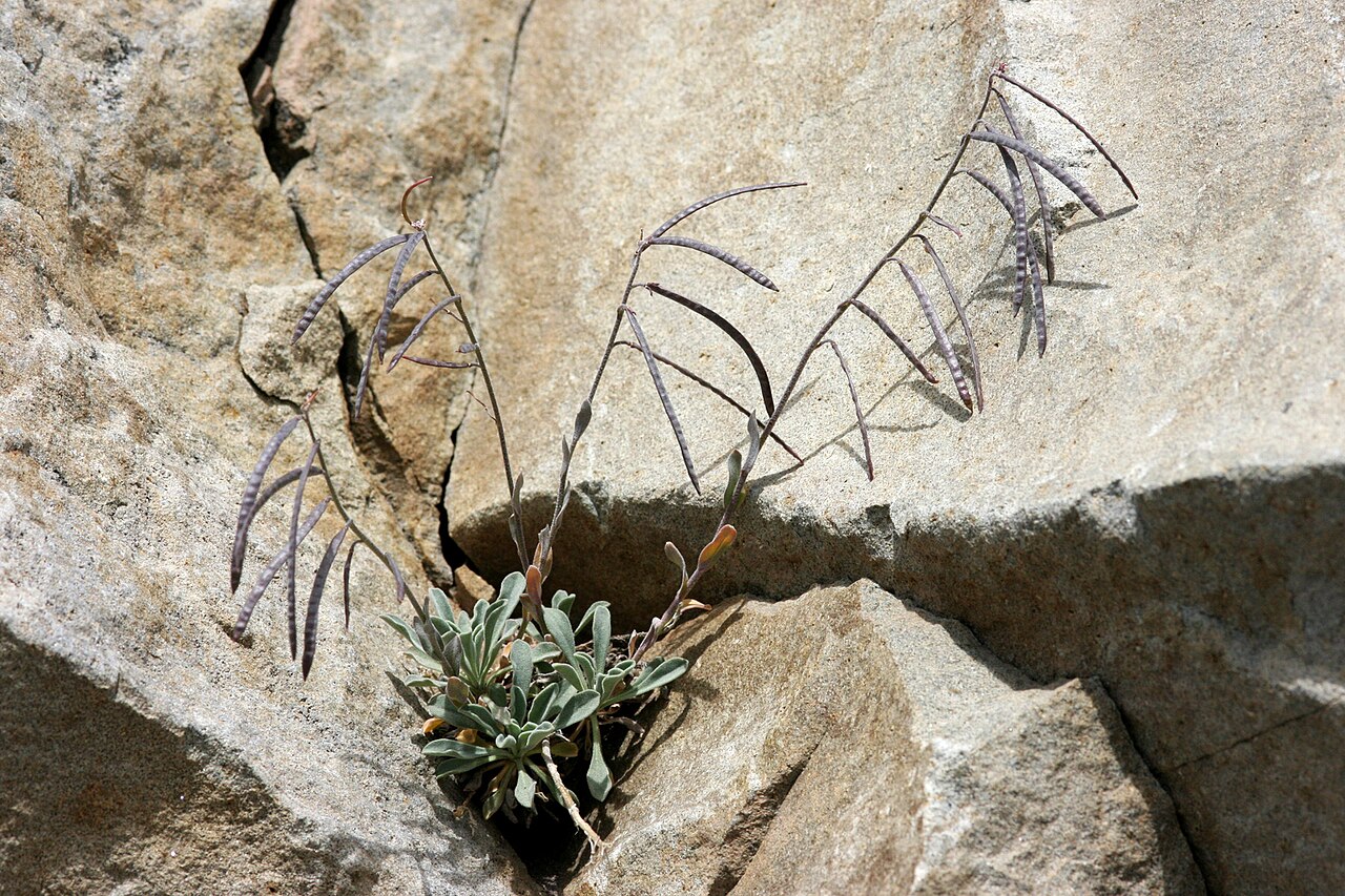 Cody's rockcress: Boechera lemmonii , west side of Mount Thielsen, Douglas County, Oregon, 25 Jul 2008.