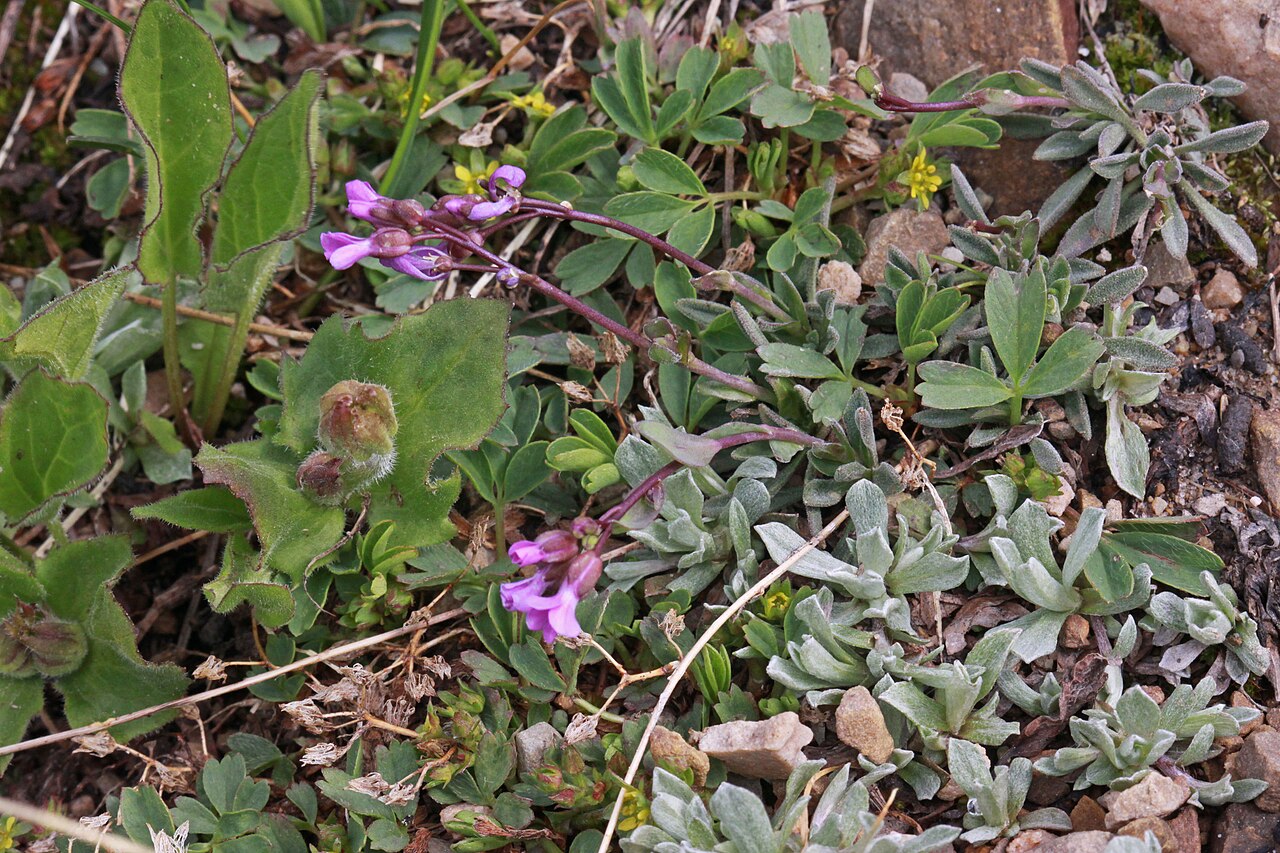 Cody's rockcress: Lemmon's rockcress or Soldier Rockcress (Boechera lemmonii syn. Arabis lemmonii), Mustard family (Brassicaceae). West slope of the ridge between Hayden Peak and