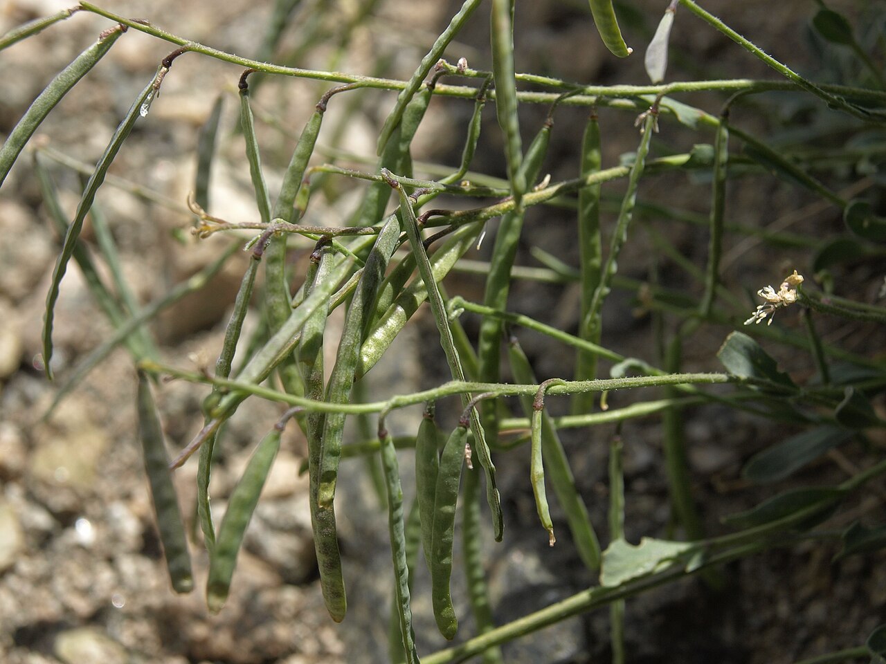 Cody's rockcress: Lemmon rockcress, Boechera lemmonii, California, White Mountains, McAfee Meadow, McAfee Creek, Fishlake Valley drainage, elevation 3587 m (11770 ft). This is on