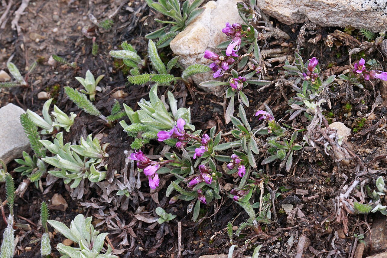 Cody's rockcress: Lemmon's rockcress or Soldier Rockcress (Boechera lemmonii syn. Arabis lemmonii), Mustard family (Brassicaceae). West slope of the ridge between Hayden Peak and