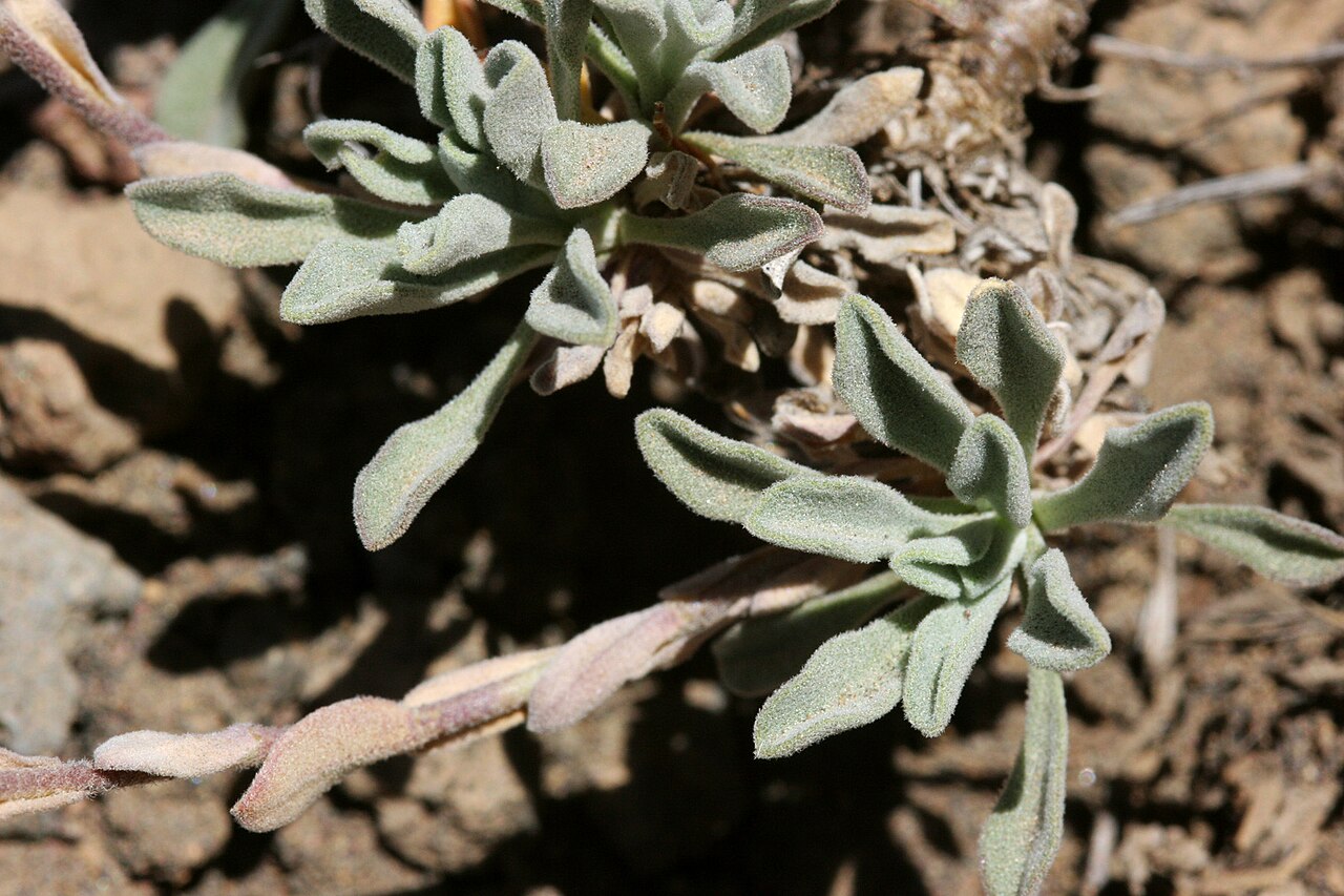 Cody's rockcress: Boechera lemmonii , west side of Mount Thielsen, Douglas County, Oregon, 25 Jul 2008.
