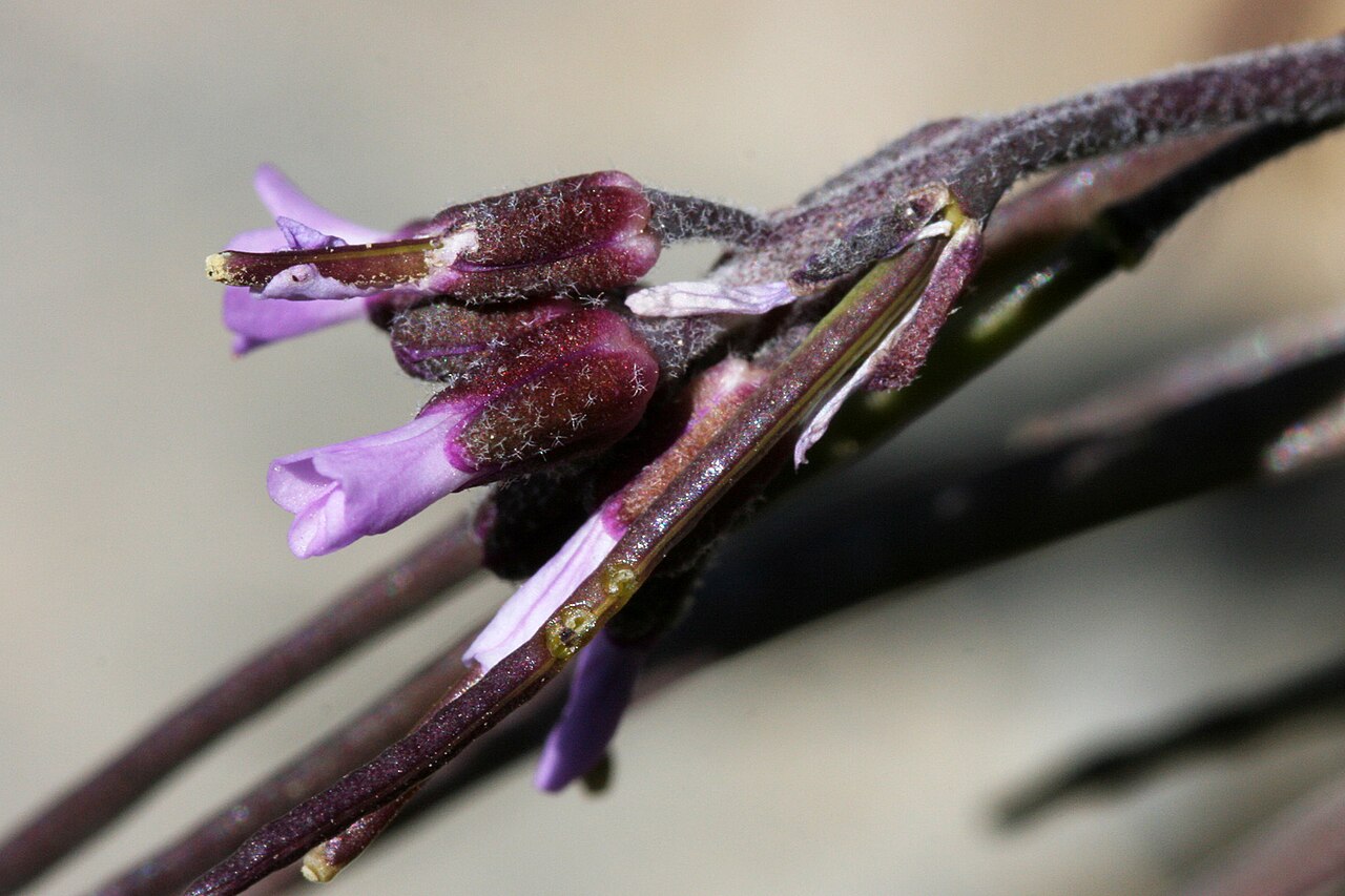 Cody's rockcress: Boechera lemmonii , west side of Mount Thielsen, Douglas County, Oregon, 25 Jul 2008.