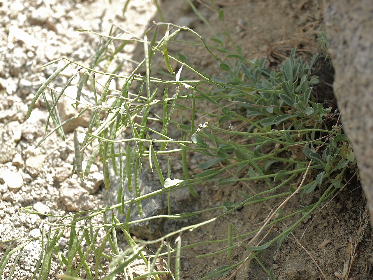 Cody's rockcress: Lemmon rockcress, Boechera lemmonii, California, White Mountains, McAfee Meadow, McAfee Creek, Fishlake Valley drainage, elevation 3587 m (11770 ft). This is on