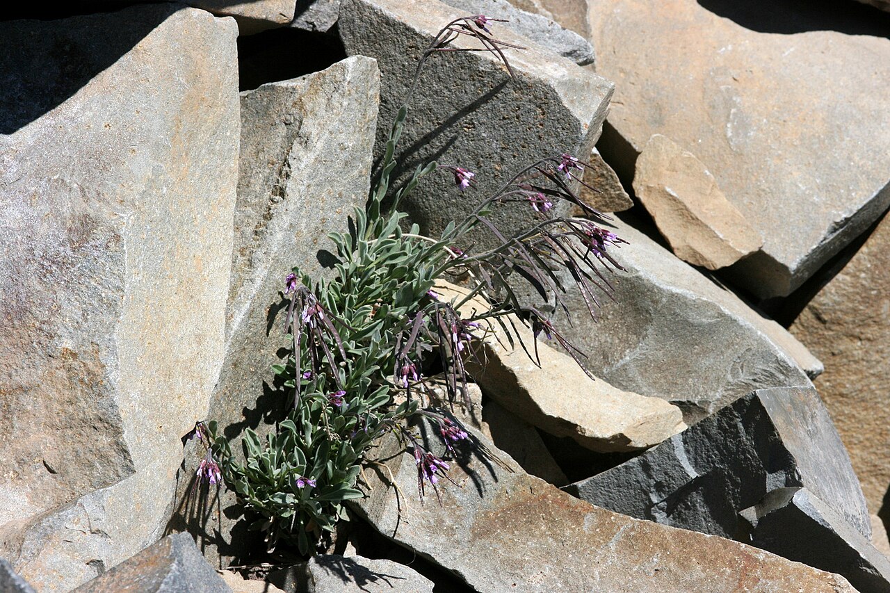 Cody's rockcress: Boechera lemmonii , west side of Mount Thielsen, Douglas County, Oregon, 25 Jul 2008.