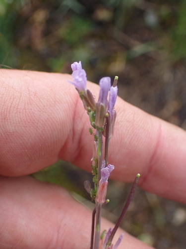 Lyall's rockcress (Boechera lyallii)